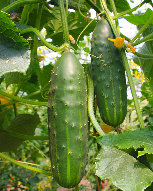 Marketmore Cucumber