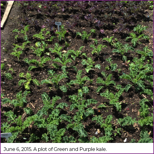 A plot of green and purple kale.