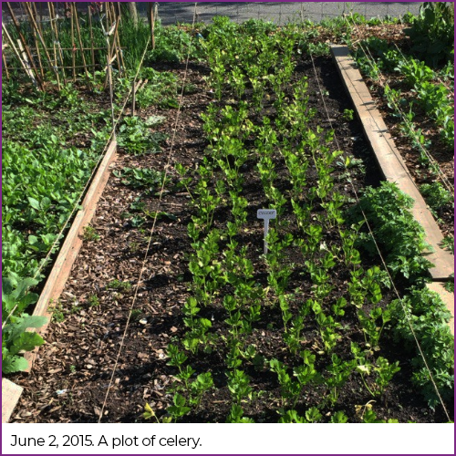 A plot or organic kale.