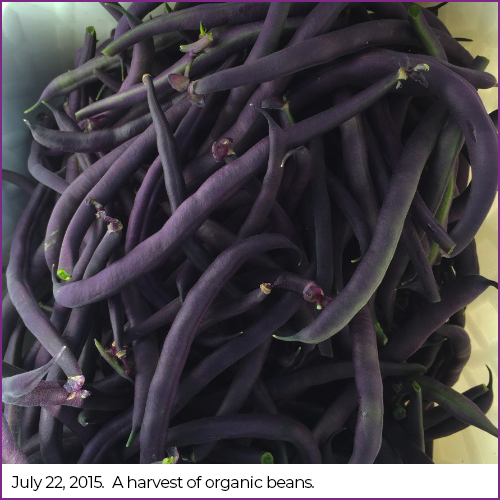 Organic beans 