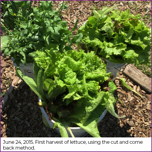 A harvest of organic lettuce.